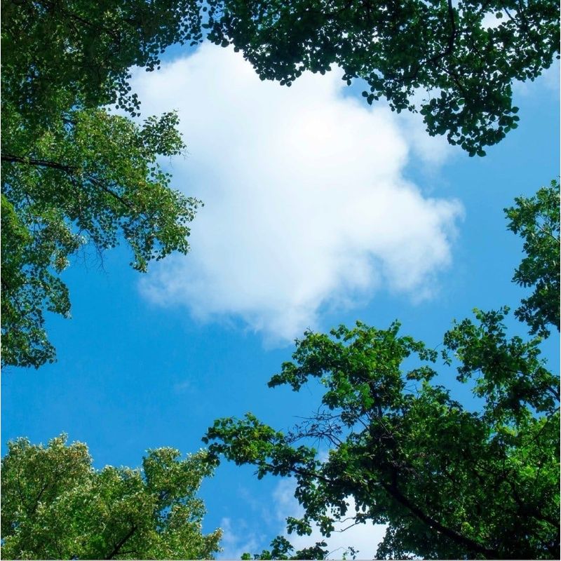 Impressão fotográfica de nuvem com floresta - 1 placa de acrílico com impressão, para painéis de LED de 60x60 cm. Impressão fotográfica de nuvem com floresta - 1 placa de acrílico com impressão, para painéis de LED de 60x60 cm.